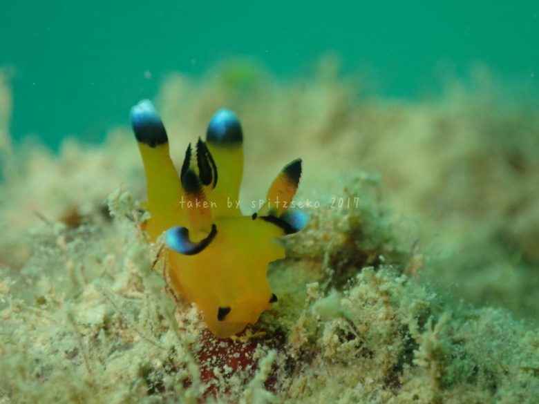 ウデフリツノザヤウミウシ