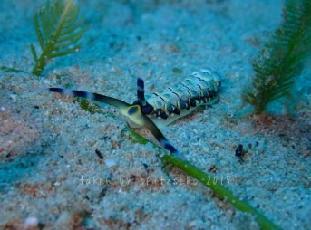 リュウキュウカスミミノウミウシ