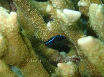 アツクチスズメダイ子供