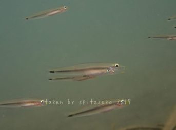 サツキハゼでしょうか？