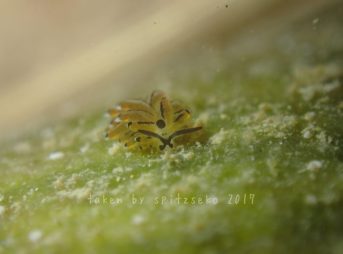 オオアリモウミウシ属の1種2