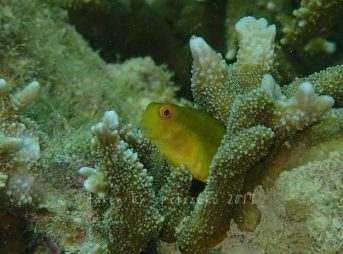 インドカエルウオ黄色子供