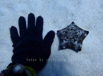 ちびマンジュウヒトデ