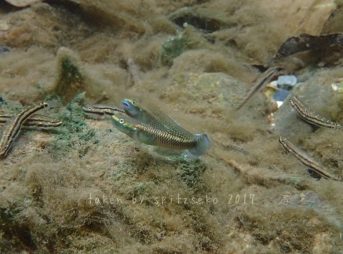 コンテリボウズハゼ