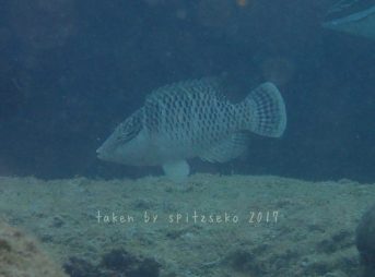 ナポレオンの子供