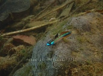 ナンヨウボウズハゼ