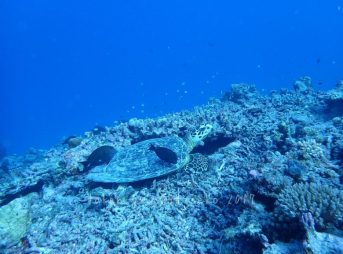 ケラマでウミガメ～