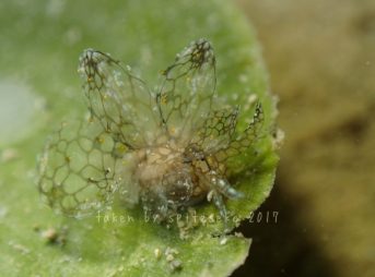 アミメウロコウミウシ