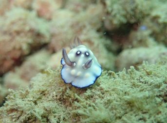 ユウグレイロウミウシ