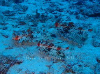 セミホウボウ3匹～