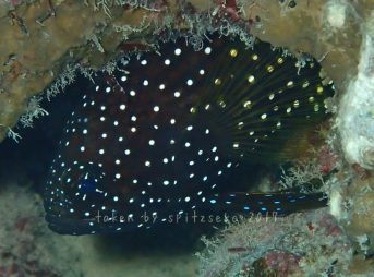 シモフリタナバタウオ