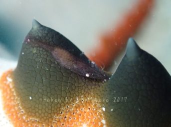 ヒトデヤドリエビ