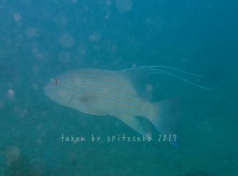 イトヒキフエダイ