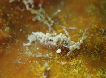 キャロットシードミノウミウシ