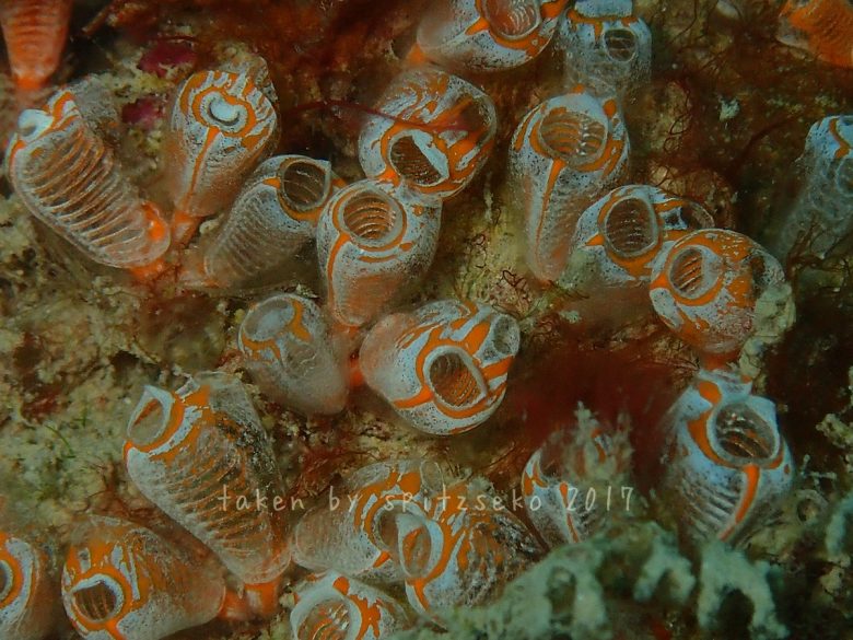 ジャビットマンホヤ