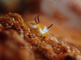 Trapania sp.8(ゴスデスレンス)