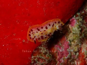 オンナソンウミウシ