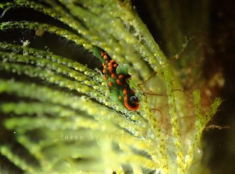 トサカリュウグウウミウシ