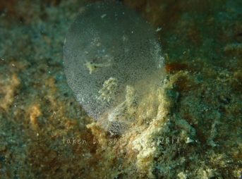 トモエミノウミウシ属の一種