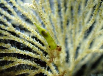 コミドリリュウグウウミウシ