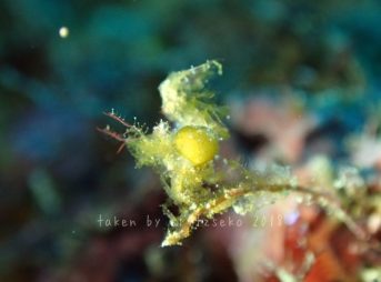 フィコカリス・シムランス