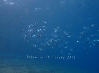 グルクマの群れ