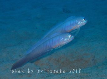 ブルーバードリボンゴビー