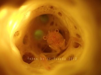 カイメンカクレエビ属の一種