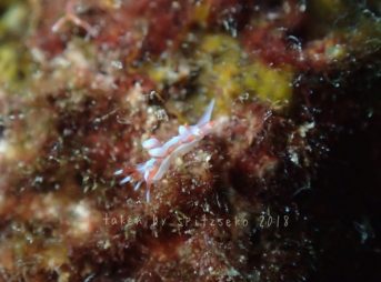 オショロミノウミウシ属の一種