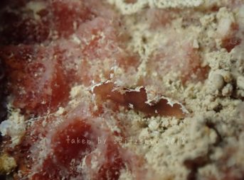 モウサンウミウシ