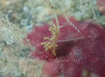 ホリミノウミウシ属の一種 21 (サイト「世界のウミウシ」より)