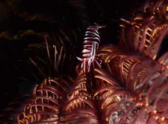 ラオメネスティグリス