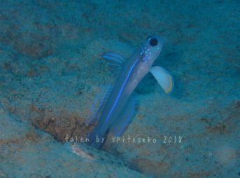 ハゴロモハゼsp