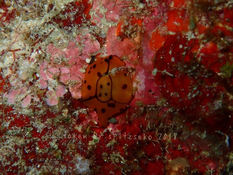 チギレフシエラガイ