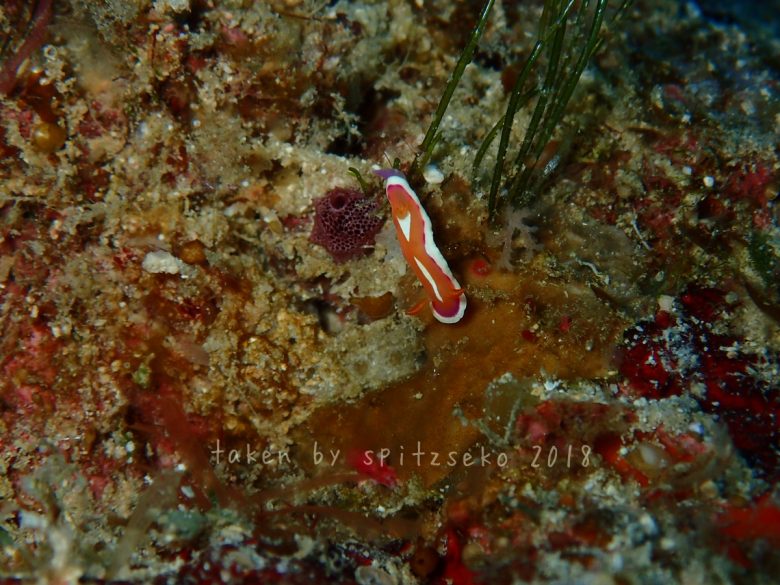 アラリウミウシ