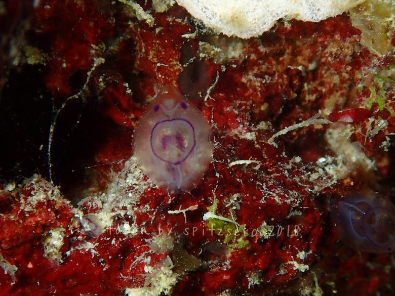 カールおじさんホヤ