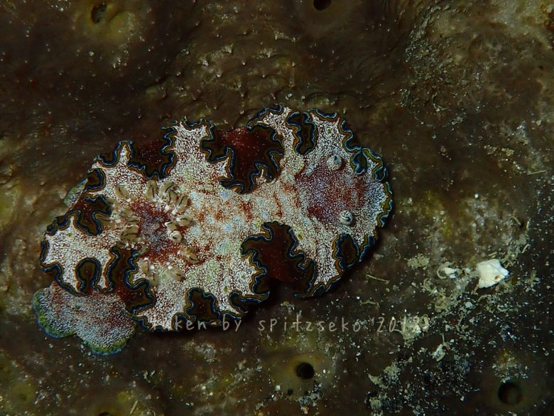 モンジャウミウシ