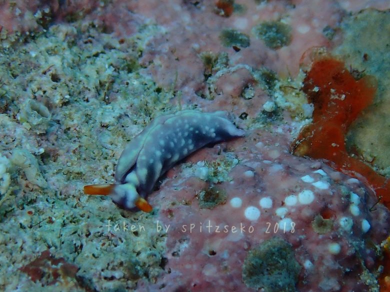 スイートジェリーミドリガイ