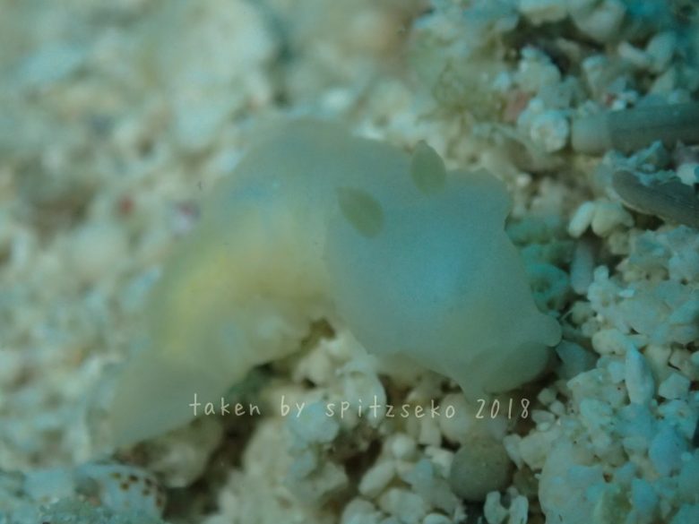 ウミウシ……だれ?