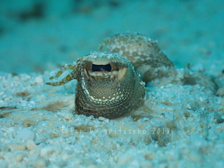 モンダルマガレイ