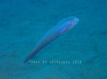 ブルーバードリボンゴビー