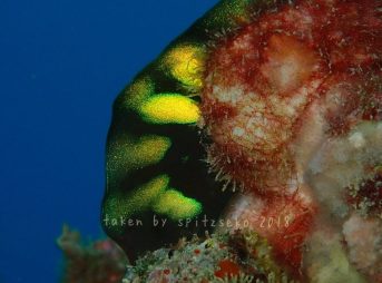 生えもの~美しいもの発見