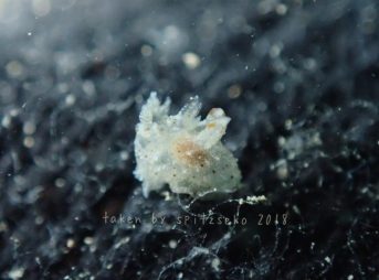 ミズタマウミウシ属の一種-8