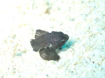 ヒレナガカサゴ