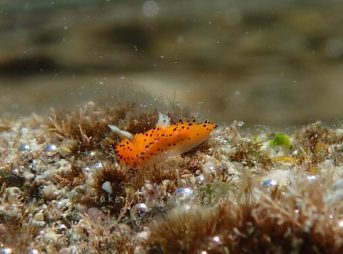 ヤグルマウミウシ