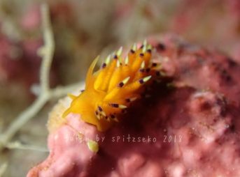 オショロミノウミウシ属の一種-36(サイト「世界のウミウシより」)