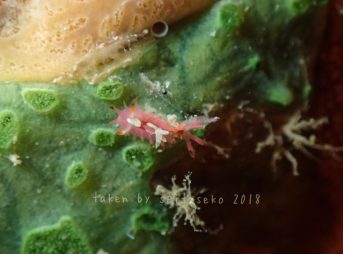 オケニア・リキリキ