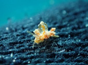 ホリミノウミウシsp