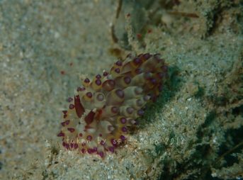 ヤノルス・サヴィンキンイ