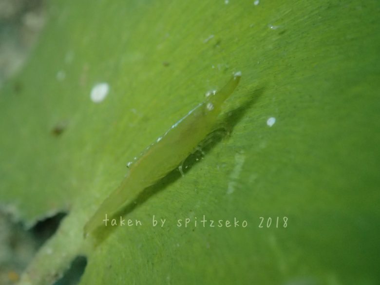 ヒラツノモエビ